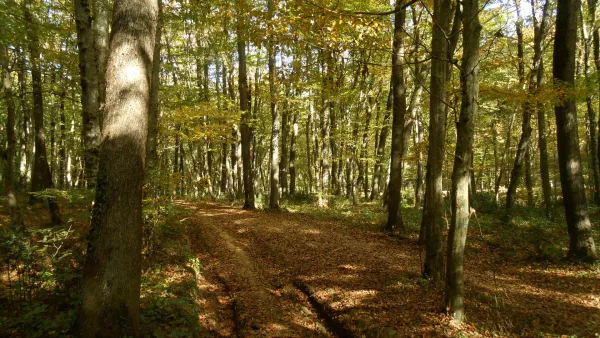 Gestion locative à Watermael-Boitsfort – forêt de Soignes